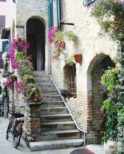 Potted plant on building wall