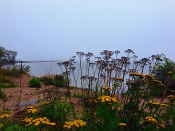 View of flowers in water
