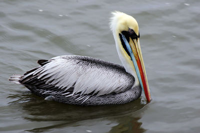 Close-up of pelican swimming in an ocean