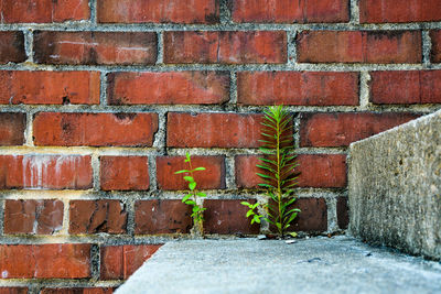 Plants on steps against brick wall