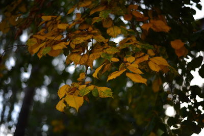 Low angle view of maple leaves