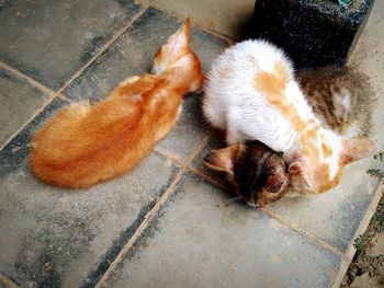 High angle view of cat sleeping on floor