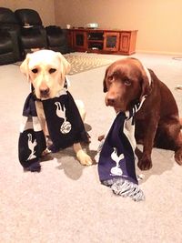 Dog relaxing at home