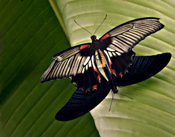 Butterfly perching on leaf