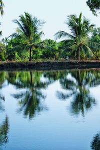 Scenic view of palm trees by lake against sky