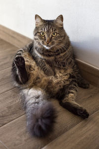 High angle view of cat sitting on hardwood floor