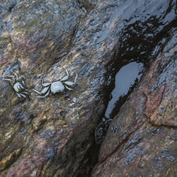 Close-up of lizard on rock