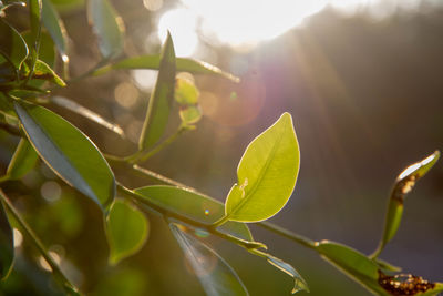 Close-up of sunlight streaming through plant