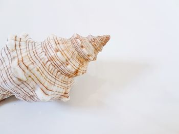 High angle view of seashell on white background