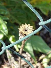 Close-up of a spider on metal fence