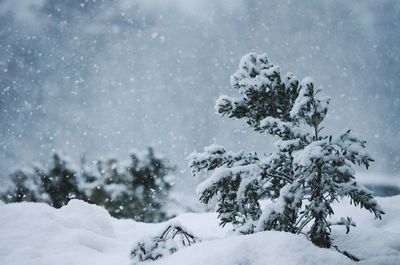 Snow covered plants against trees