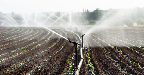 Scenic view of agricultural field