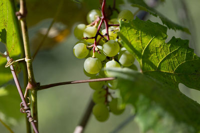 Close-up of grapes growing on tree