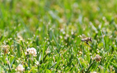 Close-up of butterfly pollinating on flower