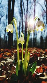Close-up of yellow flower