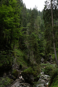 Scenic view of forest