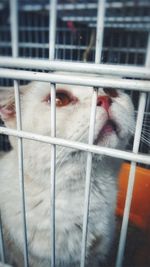 Cat in cage