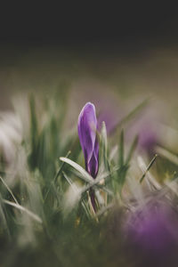 Close-up of purple crocus blooming outdoors