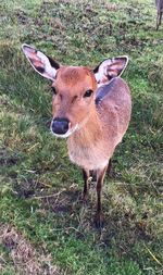 Portrait of deer on field