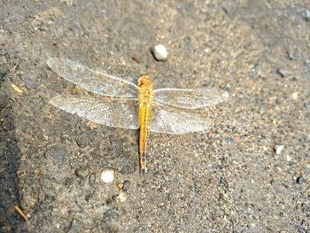 Close-up of dragonfly on ground