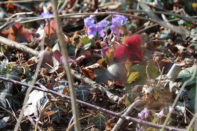 Close-up of fresh flowers blooming in field