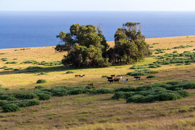 Scenic view of trees on field by sea against sky