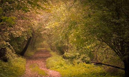 Trees in forest