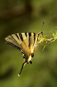 Close-up of butterfly perching on leaf