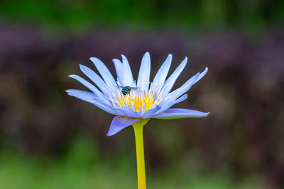 Close-up of insect on purple flower
