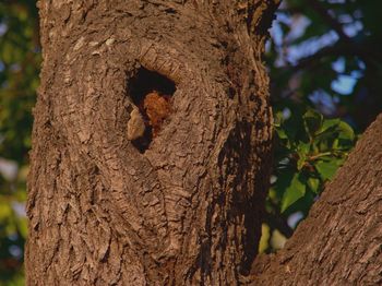 Close-up of tree trunk