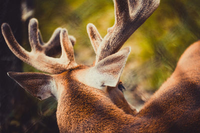 Close-up of deer on field