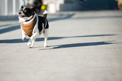 Cute agile chihuahua running on sunny on road