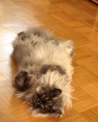 Cat lying on floor