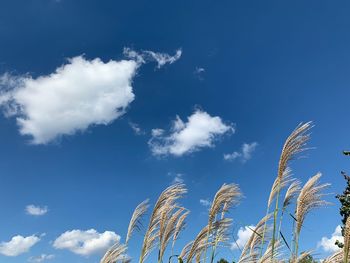 Low angle view of stalks against blue sky