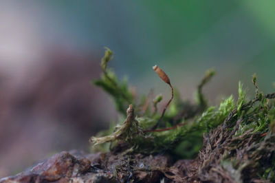 Close-up of fresh green plant