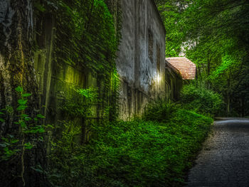 Trees and plants growing outside house in forest