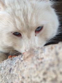 Close-up portrait of cat