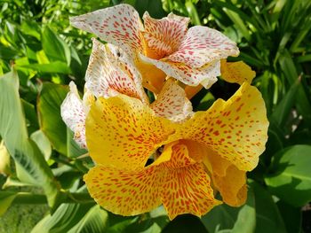 Close-up of yellow flowering plant