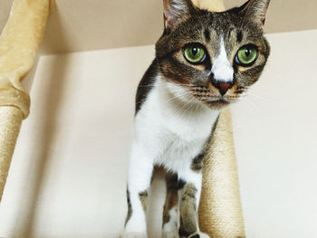 Close-up portrait of a cat