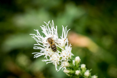 Close-up of insect on flower