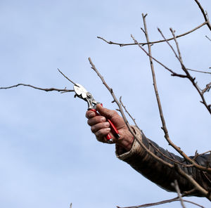 Low angle view of hand holding plant against sky