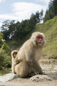 Cute macaque family at jigokudani monkey park in nagano, japan