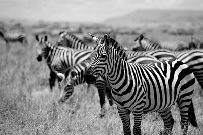 Zebras in a field