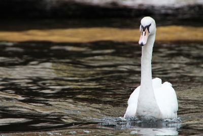 White swan swimming in lake