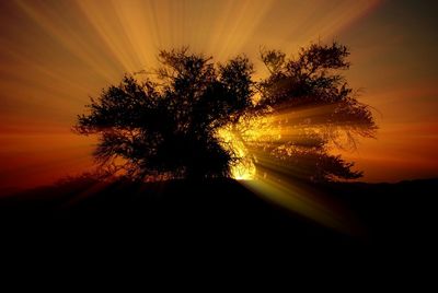 Silhouette of trees at sunset