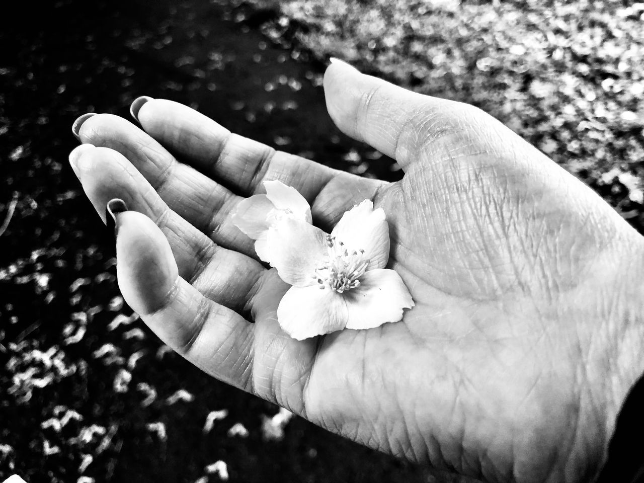 CLOSE-UP OF PERSON HOLDING PLANT