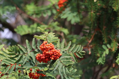 Close-up of rowan -berry on plant