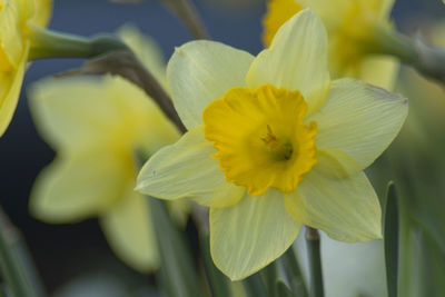 Close-up of yellow flower blooming outdoors