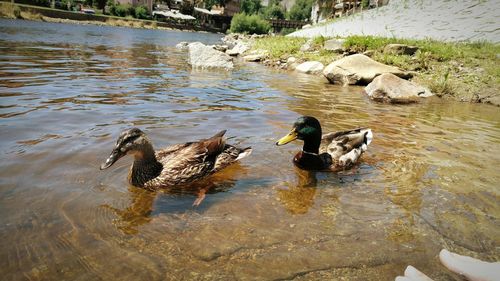 Ducks swimming in lake