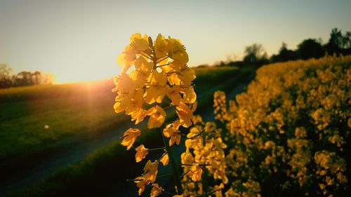 Plants growing on field at sunset